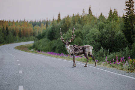 Rentiere sind allgegenwärtig in Lappland (c) Julia Kivelä, Visit Finland