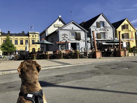 Mit dem Hund auf Rundreise, Oulu mit seinen schönen alten Holzhäusern direkt am Wasser