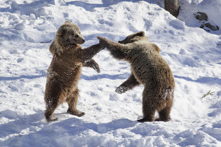Tierische Erlebnisse